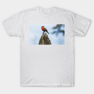 32216 red breasted T-Shirt